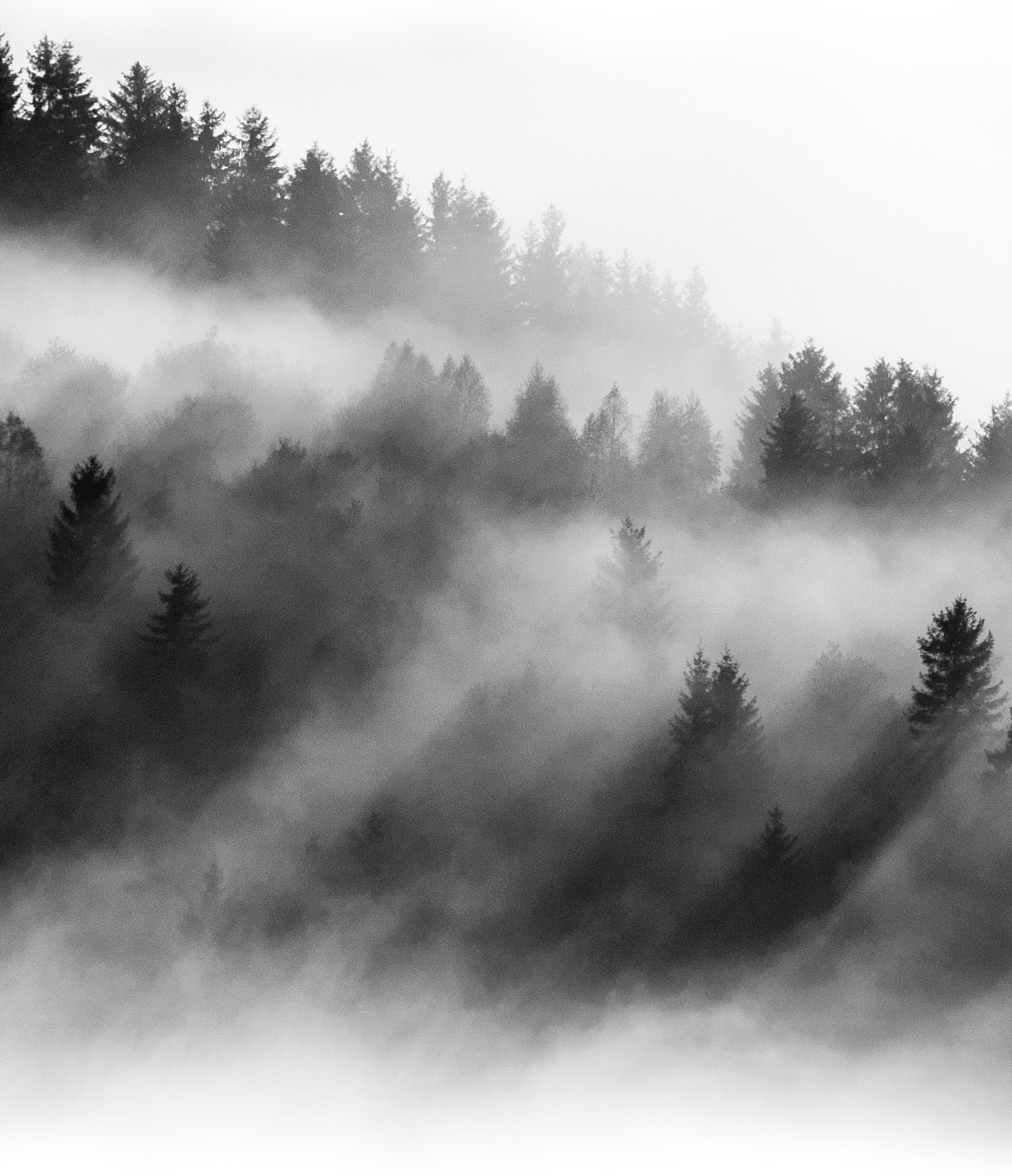 Gura-Woods-1920px-min_01